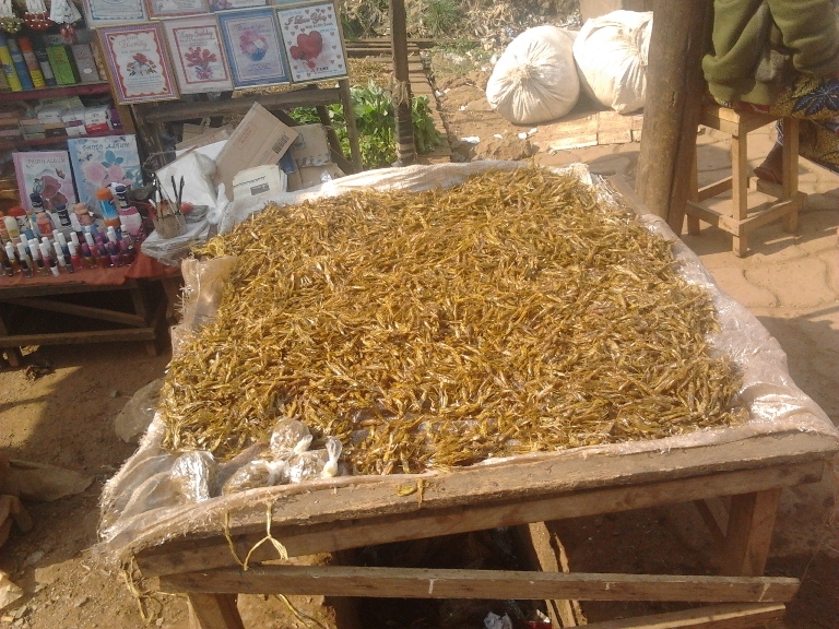 Article : Pourquoi je n&rsquo;aime pas les criquets