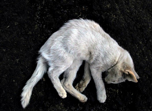 Article : Les chats morts